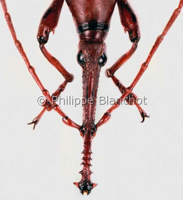 Toxobrentus expalliatus.JPG - Toxobrentus expalliatus (Portrait), Brentide, Straigh snout beetle, Coleoptera, Brentidae, Laos